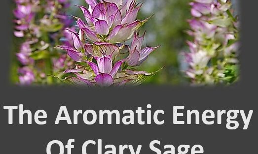 Aromatic Energy of Clary Sage E/Oil Aromatic Energy of Clary Sage E/Oil