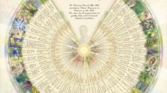 Bach Flower Remedies Bach Flower Remedies